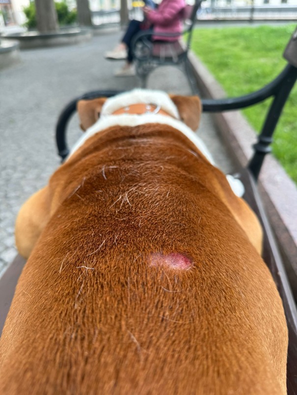 lilo a recenzia na alavis sampon pre psy